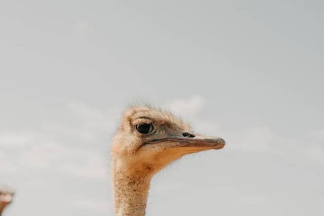 Ostrich Feeding & Petting Experience