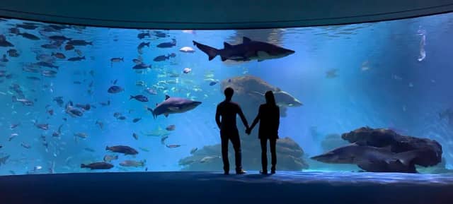 Shark Tank Experience