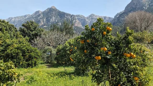 Guided Citrus Farm Tour
