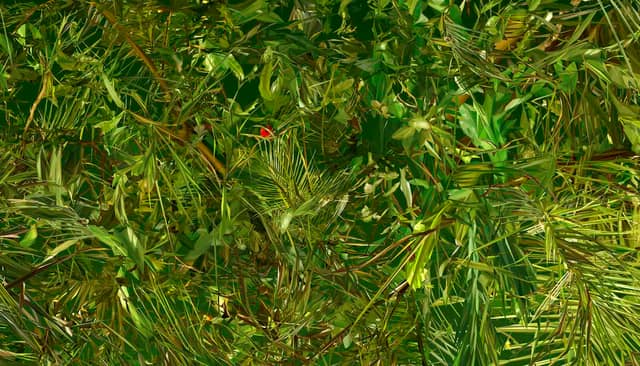 Albano Afonso: A Natureza (Biennal B)