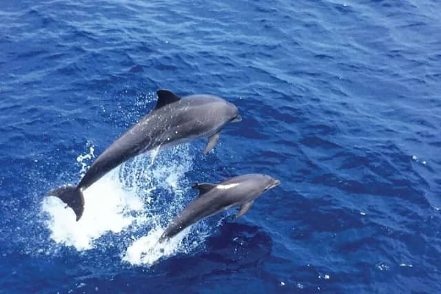 Dolphin Watching from Palma de Mallorca