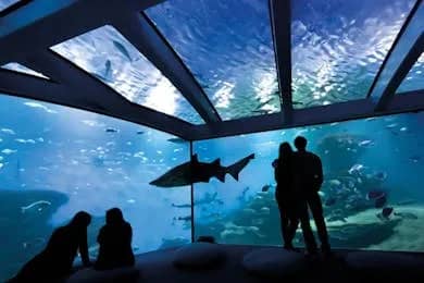 Palma Aquarium: Entry Ticket + Transfer from Calvià Area