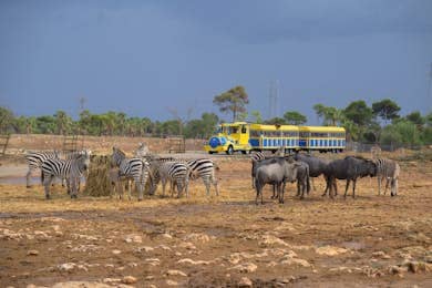Safari Mallorca: Entry Ticket + Train Ride